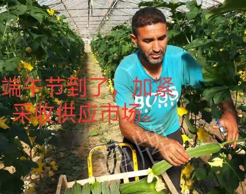 蔬菜種子種植戶客戶點評-羨慕！每公斤24元，“優(yōu)比1號”在法國的表現(xiàn)…