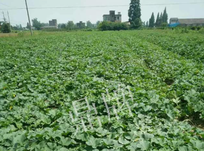 蔬菜種子種植戶客戶點評-今年秋季，什么甜瓜品種表現好？