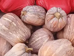 蔬菜種子種植戶客戶點評-今年，這個南瓜品種刷新了我的認知！您遇到過這種情況嗎？