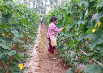 蔬菜種子種植戶客戶點評-85歲老奶奶，還是種植基地的領頭人，做的怎么樣？一起去看看…